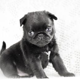 Bogart - Black male Pug puppy in Caldwell, Ohio from Folklore Kennel
