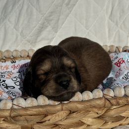 Dachshund Puppies from Victoria’s Dachshunds