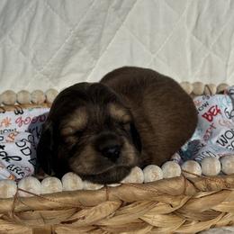 Dachshund Puppies from Victoria’s Dachshunds