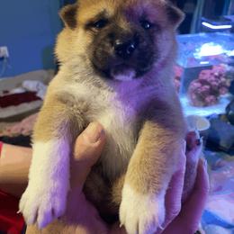 Shiba Inu Puppies from SWFL Shiba Inu Association