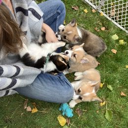 American Corgi and Pembroke Welsh Corgi Puppies from Cascadian Space Coast Corgis LLC