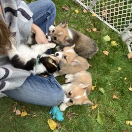 American Corgi and Pembroke Welsh Corgi Puppies from Cascadian Space Coast Corgis LLC