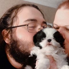 Japanese Chin Puppies from Mystike Japanese Chin