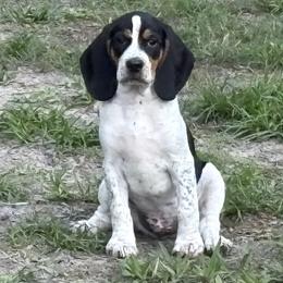 Oreo - Black tan and bluetick male Beagle puppy in Brooksville, Florida from Southern Skye Farm