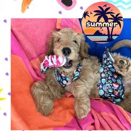 $850Pepper - Apricot Goldendoodle puppy in Salem, Oregon from Capital Doodles