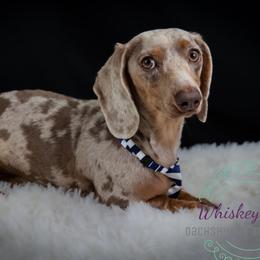 Jynx - Dachshund