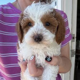 Delta - Parti female Poodle puppy in Cedar City, Utah from Baird Poodles and Doodles