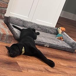 Montana - Black female Labrador Retriever puppy in Hurtsboro, Alabama from PARK’s Family Farm