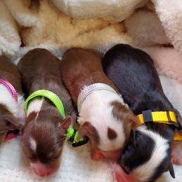 Miniature Australian Shepherd Puppies from Barnyard Mini Aussies