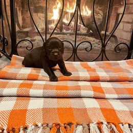 Nixx - Brown Collar - Brown male Boykin Spaniel puppy in Hurtsboro, Alabama from PARK’s Family Farm