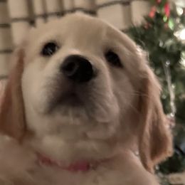 Golden Retriever Puppies from Ginn’s Golden Retrievers