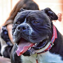 Griff - Alapaha Blue Blood Bulldog