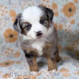 Valentina - Blue merle female Toy Australian Shepherd puppy in Liberty Hill, Texas from Pistol Paws Aussies