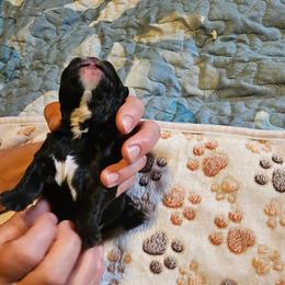 Mouse - Black and white male French Bulldog puppy in Bend, Oregon from High Lakes Frenchies