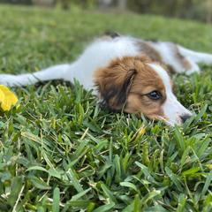 Nederlandse Kooikerhondje Puppies from Blazing Kooikerhondjes