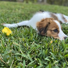 Nederlandse Kooikerhondje Puppies from Blazing Kooikerhondjes
