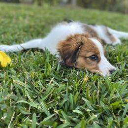 Nederlandse Kooikerhondje Puppies from Blazing Kooikerhondjes