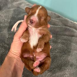 Skye - Red  female Goldendoodle puppy in Pendleton, Oregon from Blushing Doodles