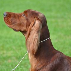 Irish Setters from Phantassie