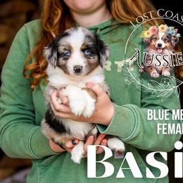 Basil - Blue merle female Miniature American Shepherd puppy in Ferndale, California from Lost Coast Aussies