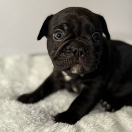 French Bulldog Puppies from Puget Sound Frenchies