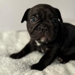 French Bulldog Puppies from Puget Sound Frenchies