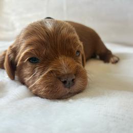 Bacon - Red male Cavapoo puppy in Adrian, Oregon from ApplebyFarm