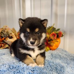 Ted - Black and tan male Shiba Inu puppy in Illinois from Precious-Puppies