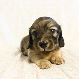 Posie - Cream female Dachshund puppy in Sylvania, Alabama from Yancey’s Doxies