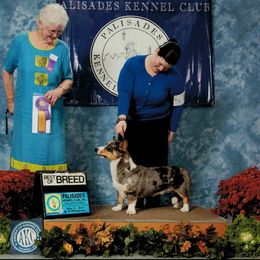 Cardigan Welsh Corgi and Pembroke Welsh Corgi All Grown Up from AroHawk Corgis