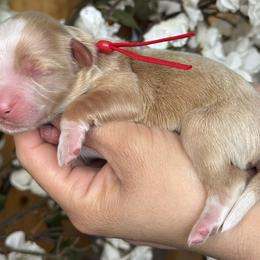Red - Brown and white female Bernedoodle puppy in Yuciapa, California from AlltheDoodlez_