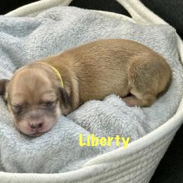 Girl 3 - female Dachshund puppy in Raleigh, North Carolina from McLovin Doxies