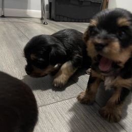 Yorkshire Terrier Puppies from K’s Yorkies
