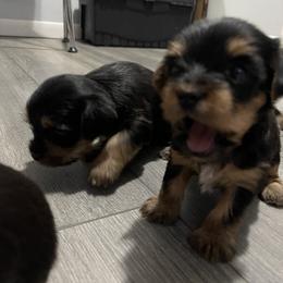 Yorkshire Terrier Puppies from K’s Yorkies