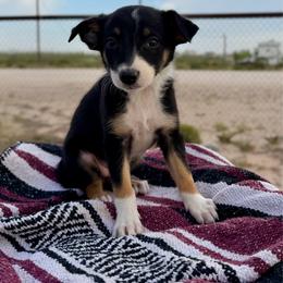 Calamity - Tri-color female Border Collie puppy in Odessa, Texas from High Velocity Stockdogs