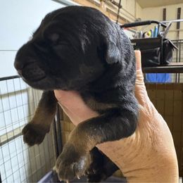 Wren - Black and red female German Shepherd puppy in Carbondale, Kansas from Cunningham German Shepherds, LLC