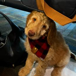 Goldendoodle Puppies from Lundee Doodles