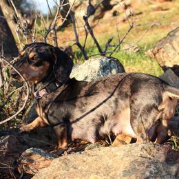 Maggie - Dachshund