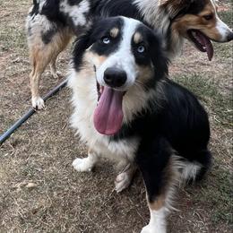 Charlee - Australian Shepherd