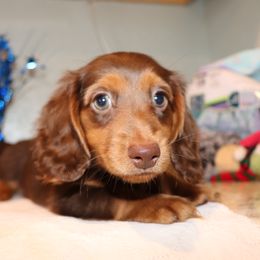 Dachshund Puppies from Kingpin Doxies