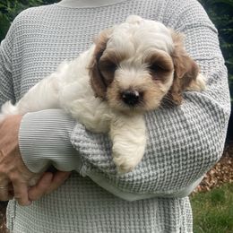 Lucky - Sable and white male Cockapoo puppy in Strasburg, Pennsylvania from Dana's Domain Cockapoos