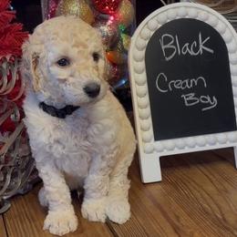 Black - Cristo - Cream male Goldendoodle puppy in Jasper, Georgia from Owen Doodles