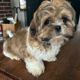 Boy 1 - Tricolor male Shih Tzu puppy in Stroudsburg, Pennsylvania from Puppyville Pa Shih Tzu & frenchies