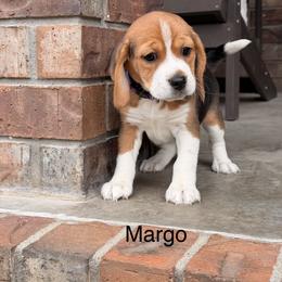 Margo - Black tan and white female Beagle puppy in Mansfield, Missouri from Rippee Creek Kennel