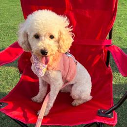 Juliet - Poodle
