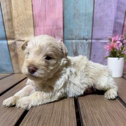 Stony - Wheaten male Miniature Schnauzer puppy in Lufkin, Texas from C&K’s Schnauzer House