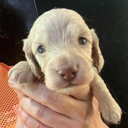 Boy 1 Leonard - Cream male Dachshund puppy in Bigfork, Minnesota from Dachshunds Up North