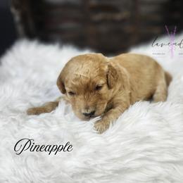 Pineapple - Apricot female Goldendoodle puppy in Mancelona, Michigan from Lavender poodles & doodles