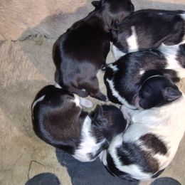 Shih Tzu Puppies from Bella's Babies