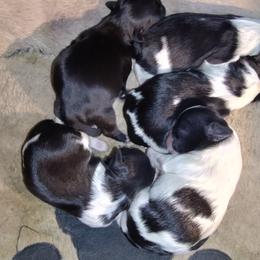 Shih Tzu Puppies from Bella's Babies